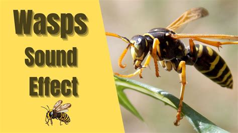 Wasp sound effect (2)