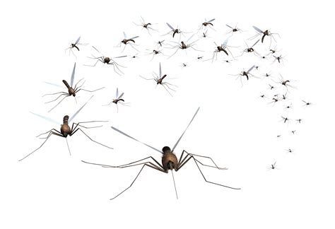 Swarm of mosquitoes - sound effect