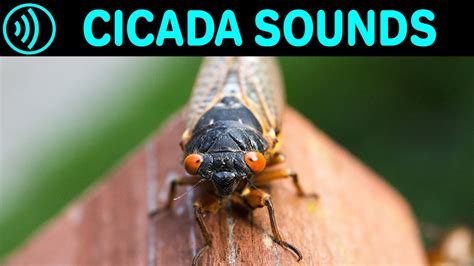Noise of cicadas - sound effect