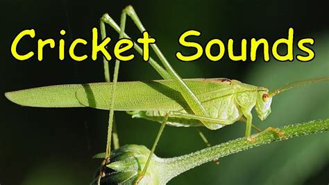 Noise of crickets during the day - sound effect