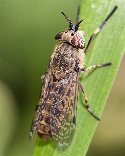 Horsefly - sound effect