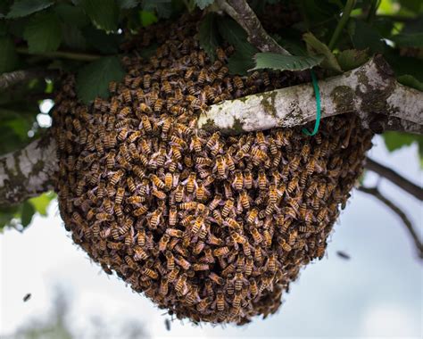 Hive, swarm of bees - sound effect