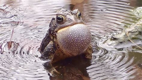 American toad croaks (2) - sound effect