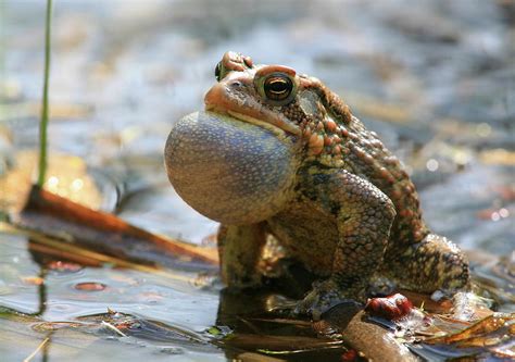American toad croaks - sound effect