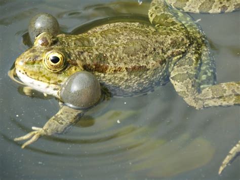 Toad croaks - sound effect