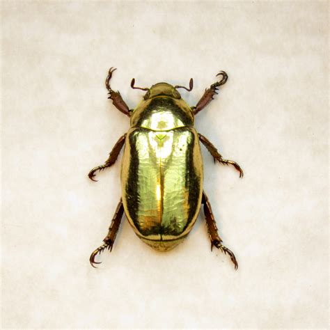 Scarab beetles - sound effect