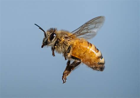 Sound of bees, against the background of a bird