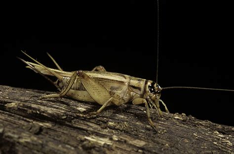 Sound of crickets (on the background of transport)