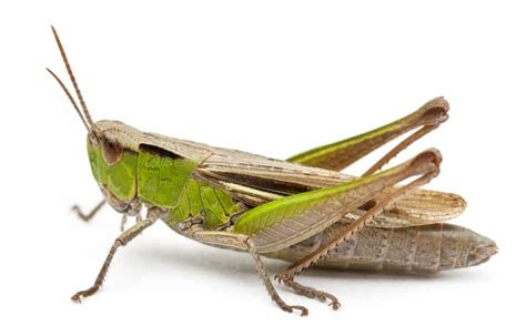 Sound of crickets (on the background of transport)