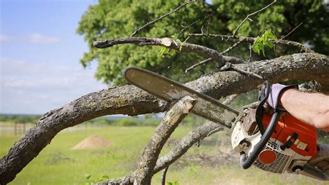 Sawing with a chainsaw, felling trees, pruning branches - sound effect