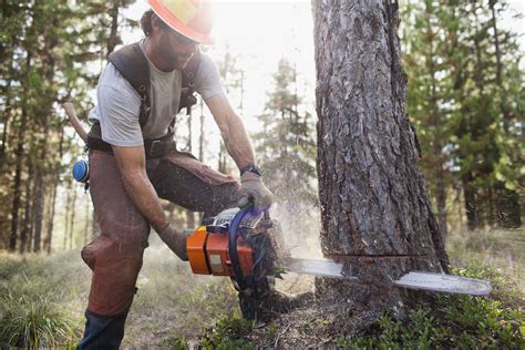 Sawing and falling tree - sound effect