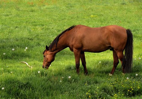 Horse eating grass - sound effect