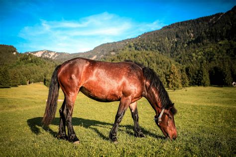 Horse eating grass - sound effect