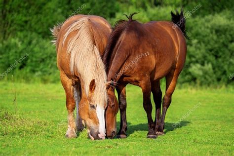 Horse eating grass (2) - sound effect