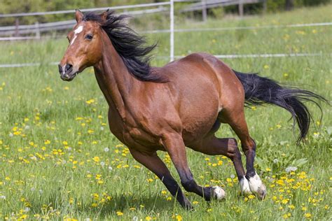 Horse gallops and runs away - sound effect