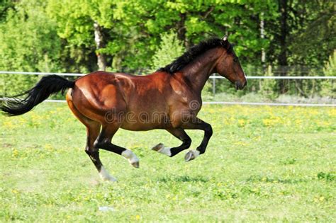 Horse gallops and runs away - sound effect