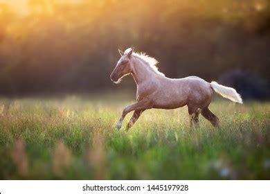 Horse starts at a light gallop and runs away - sound effect