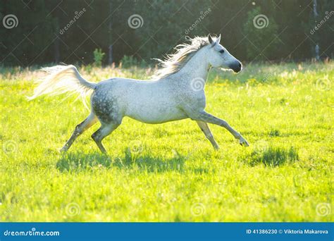 Horse starts at a light gallop and runs away - sound effect