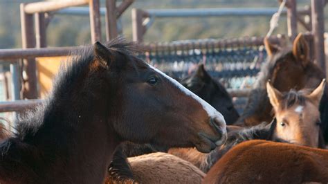 Horse comes and goes - sound effect