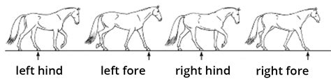 Horse trot approaches and stops - sound effect