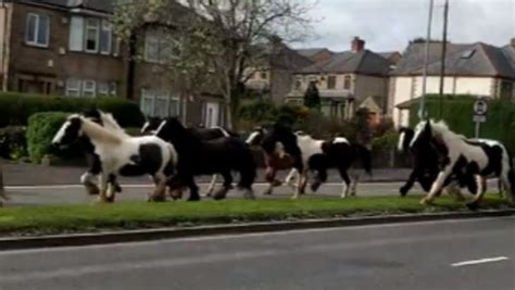 Horse gallops down the street: slowly, then quickly - sound effect