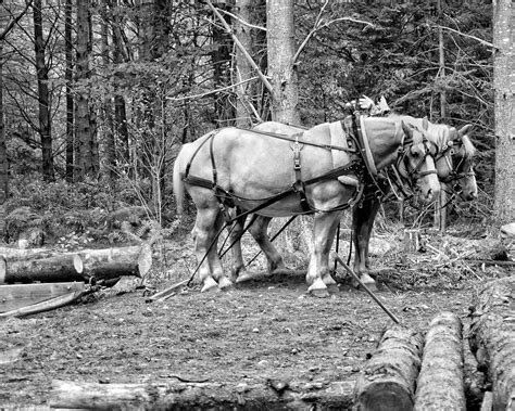 Horse drags a log, branches break - sound effect