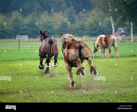 Horse runs away - sound effect