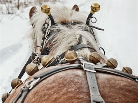 Horse harnessed to sleigh with bell in the harness - sound effect