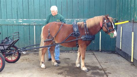 Horse harnessed to cart rides down the street - sound effect