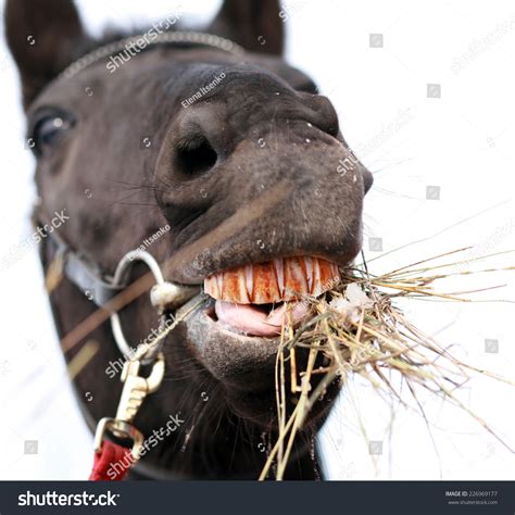 Horse chewing hay - sound effect