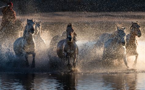 Horses splash in the water - sound effect