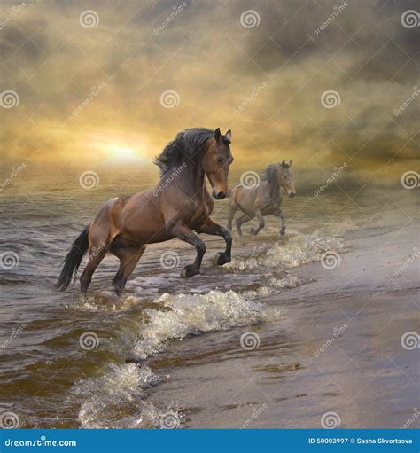Horses come out of the water - sound effect