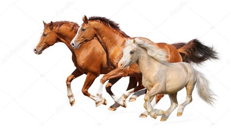 Three horses gallop - sound effect