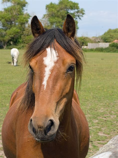 Horse sound