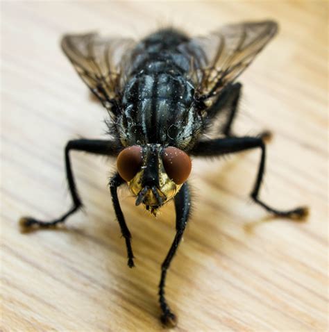 Flies sound effects