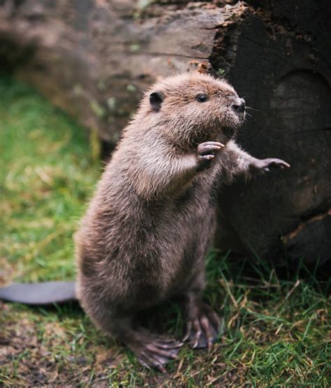 Beaver sound effects