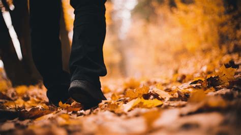 Sound of footsteps on the leaves