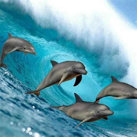 Dolphins and sound of the waves - sound effect