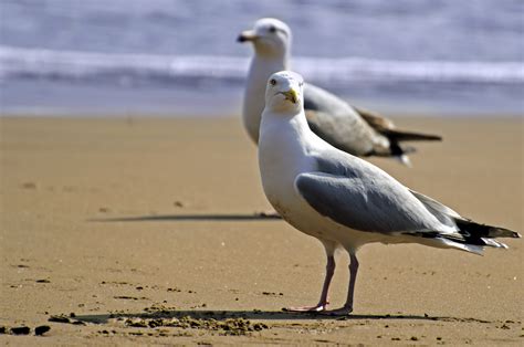 Seagulls on the coast - sound effect