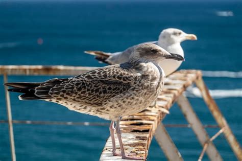 Seagulls near sea docks - sound effect