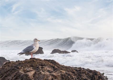 Sound of the surf with seagulls