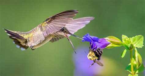 Atmosphere of birds and insects - sound effect