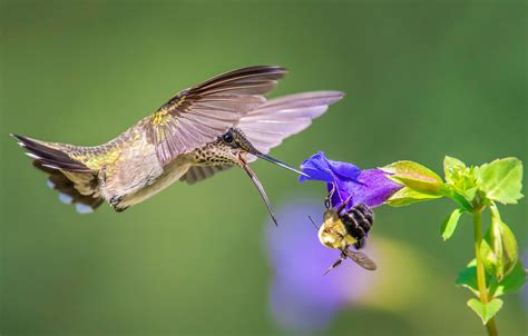 Rustic atmosphere with birds and insects - sound effect