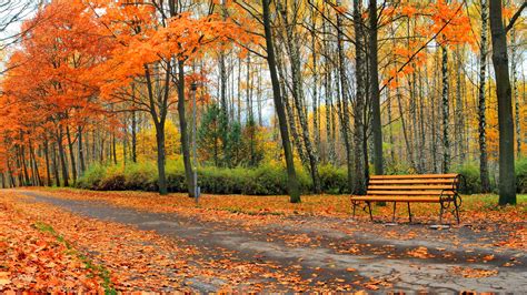 Forest, autumn, leaves fall - sound effect