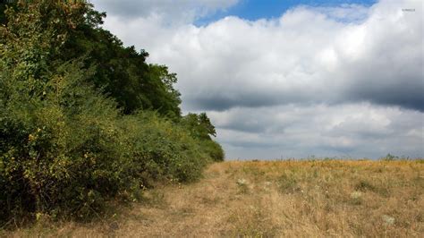 Forest edge, dry sedge - sound effect