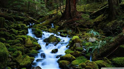 Forest stream - sound effect