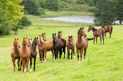 Several horses in nature - sound effect