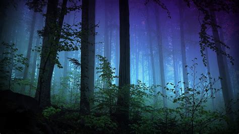 Night atmosphere in the forest - sound effect