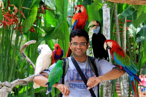 Atmosphere of park, sounds of birds