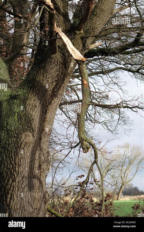 Sound of a broken branch (branch)